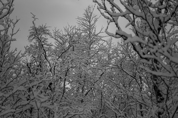 Snow trees and forest in Nuorgam, Lapland, Finland