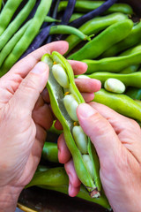 Woman's hands shelling broad beans.