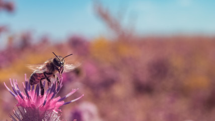 Bee flying off the thistle flower. Full spectrum abstract vision.