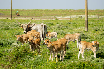 Italy Tuscany Grosseto, natural park of the Maremma nature reserve Alberese Uccellina free animals