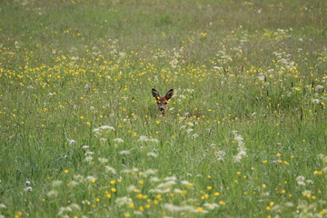 Roe deer in spring meadow
