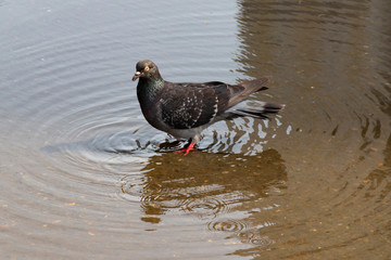 The dove is washed in a puddle. The bird stands in the middle of a puddle, and circles diverge from its feet