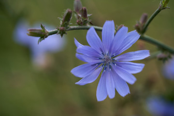 Medical plant Cichorium intybus in the forest meadow. Known as common chicory or wilde cichorei. Detail of blue wild flower.