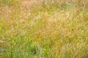 Yellow sun-burnt grass in a rural uncultivated field