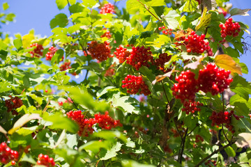 Viburnum berries and leaves of viburnum in summer. Red berries of Viburnum opulus on a bush in the sunny garden
