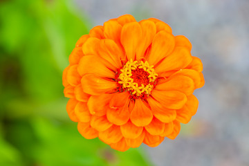 Blooming orange zinnia flower in the garden.