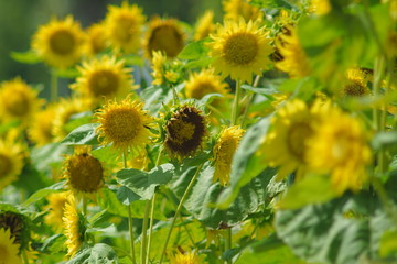 群生する向日葵の花