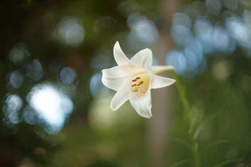 白い百合の花