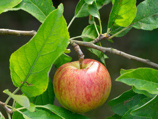 Apfel (Malus) am Baum, Nordrhein-Westfalen, Deutschland