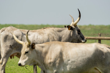 Italy Tuscany Grosseto, natural park of the Maremma nature reserve Alberese Uccellina free animals