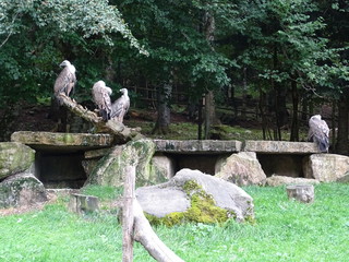 Vautours sur une branche