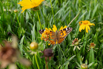 Close up photo of butterfly on yellow flower