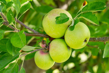 Äpfel am Baum, Nordrhein-Westfalen, Deutscland, Europa