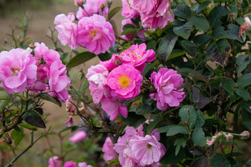 Close up of blossom pink fairy rose.