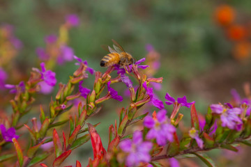 Bee suck honey from wildflower.