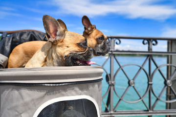 Happy panting French Bulldog dogs sticking heads out of dog buggy with lake Constance in background