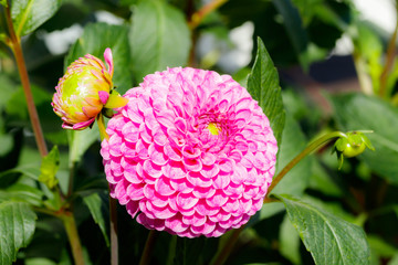 Pink dahlia flower growing in the garden