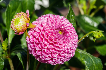 Pink dahlia flower with raindrops growing in the garden