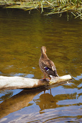 grey river duck on the water. city park.