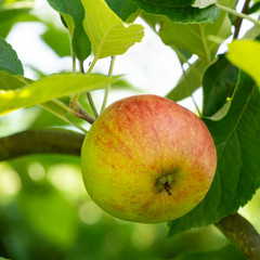 Apfel (Malus) am Baum, Nordrhein-Westfalen, Deutschland
