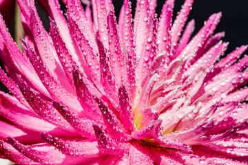 Pink dahlia flower with raindrops growing in the garden