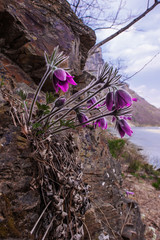 Beautiful Pulsatilla Patens Tongkangenis,Pasqueflower.