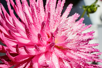 Pink dahlia flower with raindrops growing in the garden