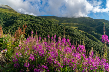 Obraz premium Field of lavender on the background of beautiful mountains