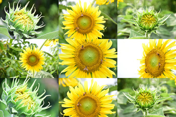 Set of sunflowers with blurred background. Selective focus.