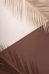 Close Up of palm leaf on duel colored background. Minimal fall and autumn concept.