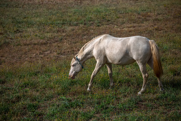 Obraz na płótnie Canvas View of beautiful white horse grazing in a field of green herbs