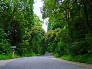 明治神宮　参道2