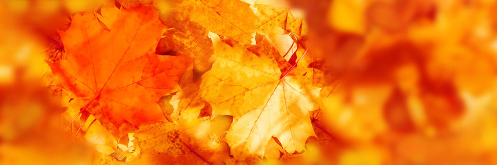 Colorful maple leaves fall background