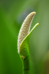 Close-up of Plant Bud