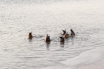 Mallard,Wild duck swimming for food in the lake.