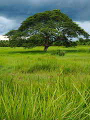 Obraz premium green field and blue sky