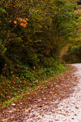 Fototapeta premium The beautiful autumn landscape of deep valley and mountain.