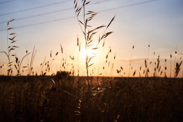 Obraz premium sunset plant landscape field