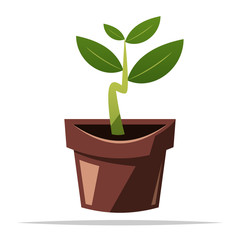 Young plant in pot vector isolated illustration