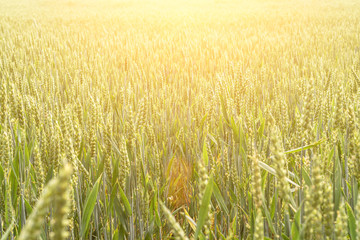 Young wheat plant field on golden sunset landscape background. Green grain crop in agriculture farm. Rye harvest cereal backdrop.