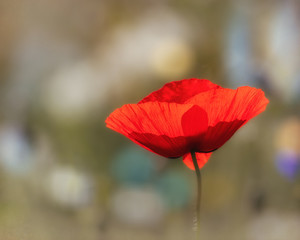 Lonesome red poppy on a meadow with white flowers