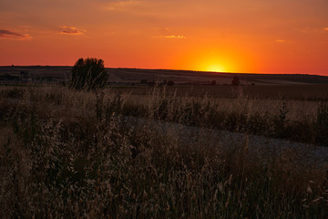 sunset plant landscape field