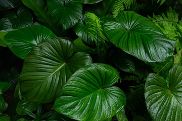 Creative layout, tropical rainforest foliage plants bushes dark green leaves. Abstract natural...