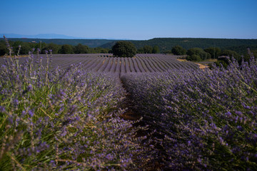 Fototapeta premium purple lavender fields landscape