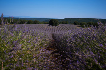 Plakat purple lavender fields landscape