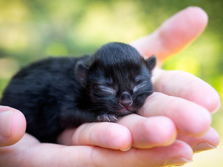 Fototapeta na wymiar Cute little black kitten in hands