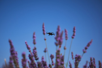 drone over lavender landscape