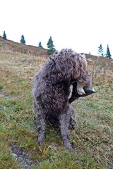 hunting dog with a grouse in the mouth in autumn on the mountains
