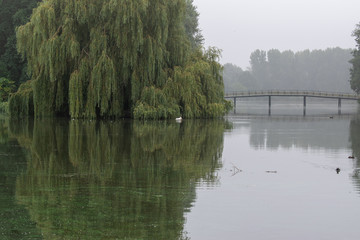misty lake with green weeping willow