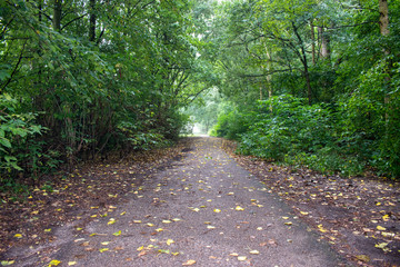 beautiful walking path inside the jungle
